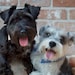 Porkchop & Yoshi