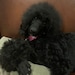 Starr