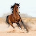 Highest Horse