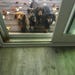 The Dog Crew