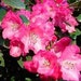 AprilGlow