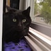 Coal