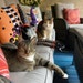 Dippy & Daisy