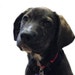 Opie