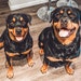 Winston&Rosie