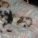 Tookie (b/w) & Tiara