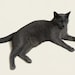 Stormy the Cat!