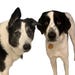 Mowgli & Bailey