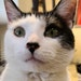 Nik the Cat