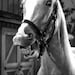 Mr. Edward J. Workhorse