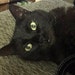 Kitty girl Scratchy