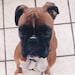 Buddy