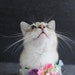 Oliver Boo