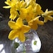 spring luc