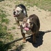The Bulldog Twins