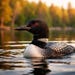 Loon Vintage