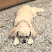Teddy