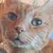 Tai cat