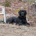 Maggie
