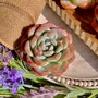 shop-member-photo