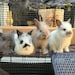 Bunny Crew