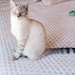 Sylvester