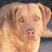 Ruppert