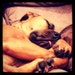 Harley