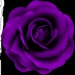 Blackroses