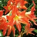 Trish