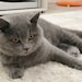 Oscar