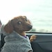 Charlotte the Dachshund