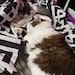Zelda and Mr Meow
