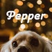 Pepper