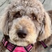 Piper-my constant companion and cheerleader!