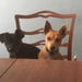 Pip and Bo