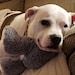 Sadie Mae