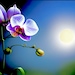 Moonlight Mile Orchids