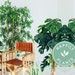 Happily Plants