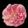 shop-member-photo