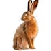 Erica (Hare)