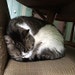 Aesop