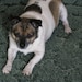 Killer the Chihuahua Jack Russell Cross