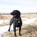 Waylon