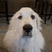 Joe