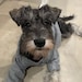 Willow Von Schnauzer