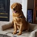 Kodie