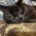 Kitty Boy