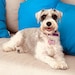 Duchess