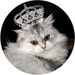 New Relic Studio